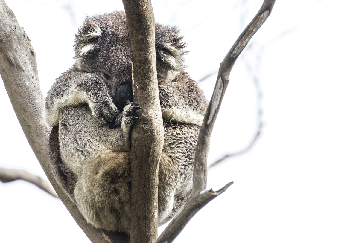 Koala Bear, Great Ocean Road in Victoria, Australia