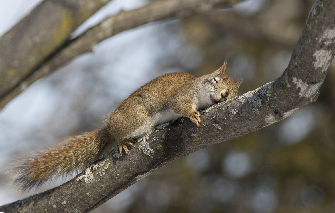 Red squirrel, Fletcher wildlife garden, Canada
