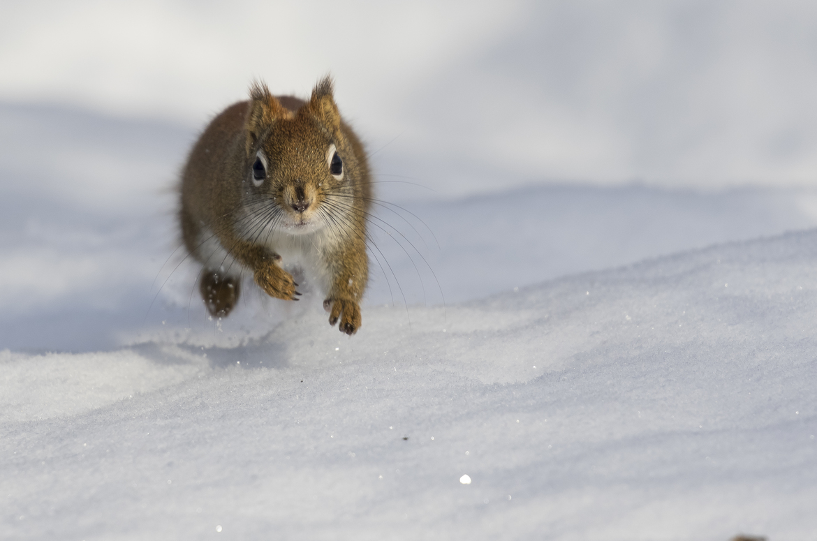 Red squirrel, Mud Lake, Canada