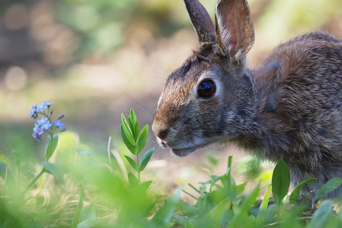 Cotton tail, Fletcher wildlife garden, Canada