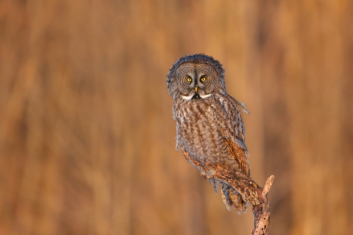 Great grey owl, Les Cèdres (Québec), Canada