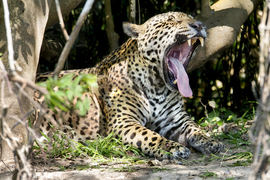Grid jaguar 8