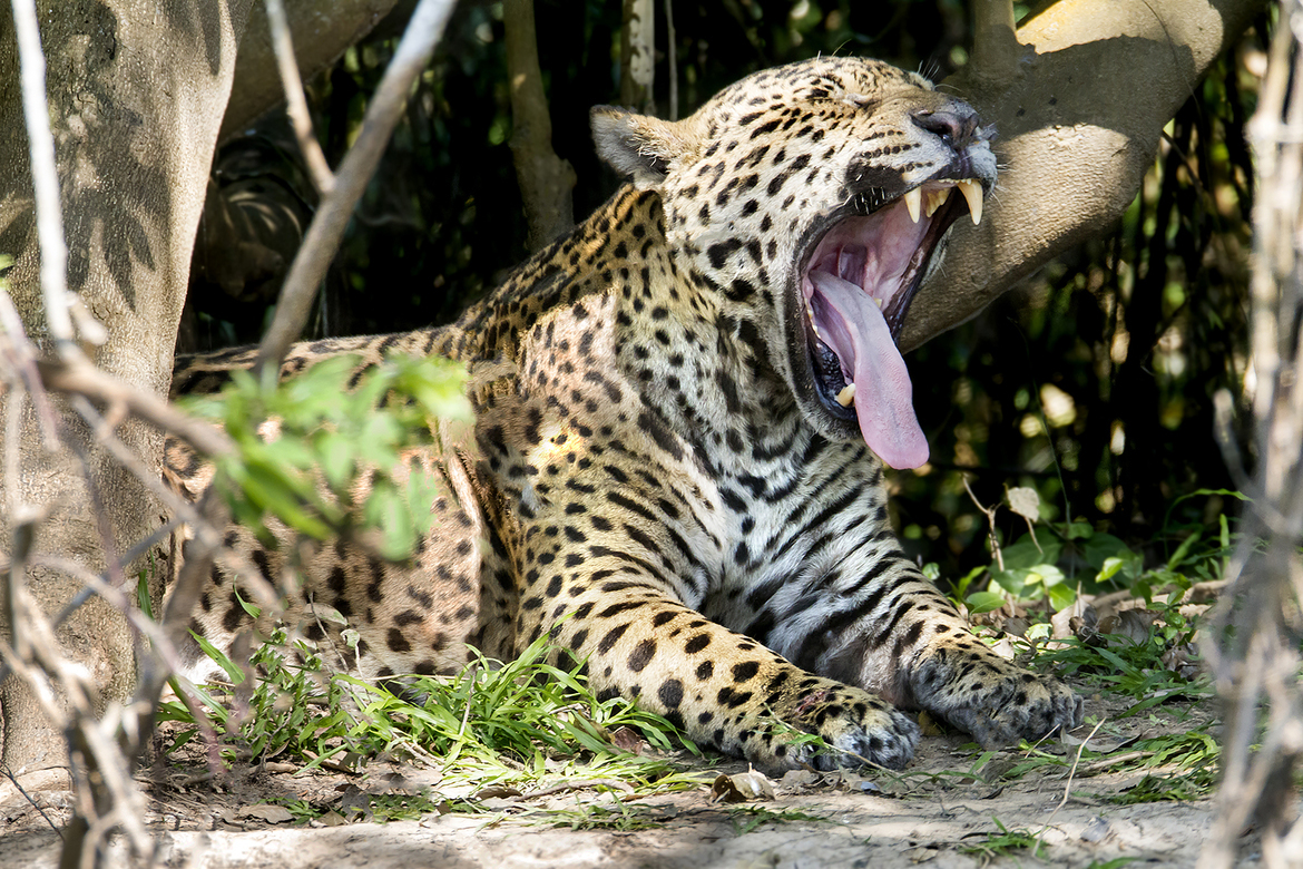 Jaguar, The Pantanal, Brazil