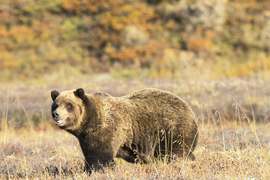 Grid grizzly bear 1
