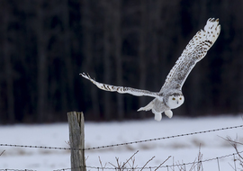 Grid snowy owl  in flight 8