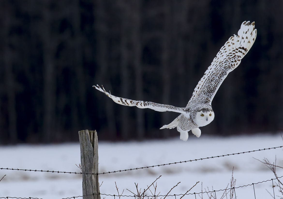 Snowy Owl, Barrie, Canada