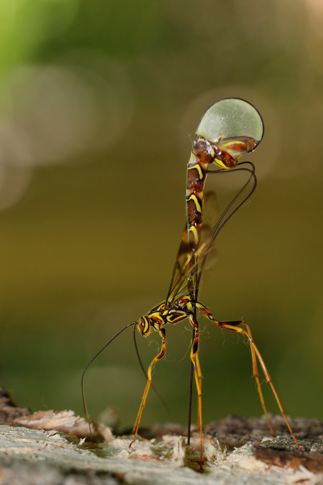 Megarhyssa macrurus lunator, Laval(Quebec, Canada