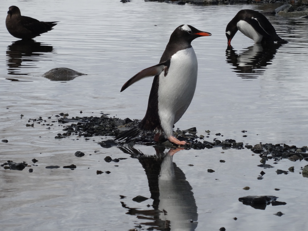 Penguin, Antarctica, Antarctica