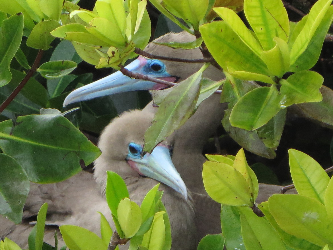Blue Footed Boobies, Galapagos, Ecuador