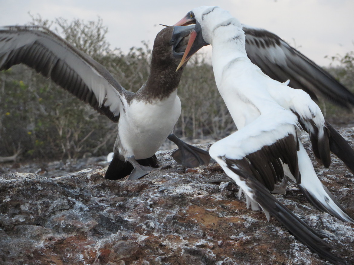 Nazca Booby, Galapagos, Ecuador