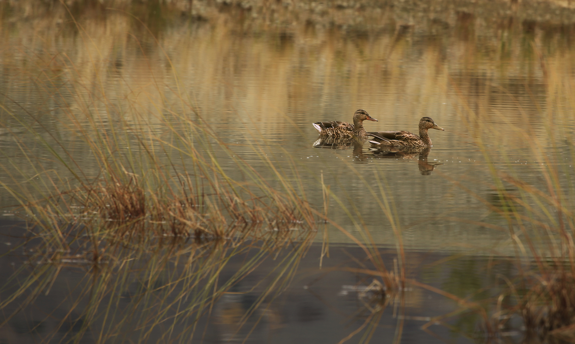 Mallard Duck, Kluane National Park, Canada