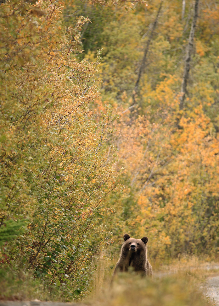 Bear, Kluane National Park, Canada