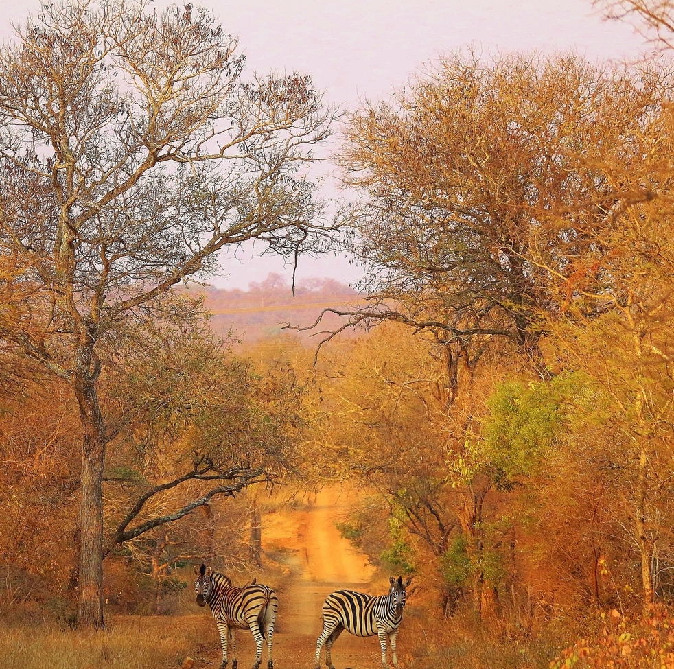 Zebra, Kampama Lodge, South Africa
