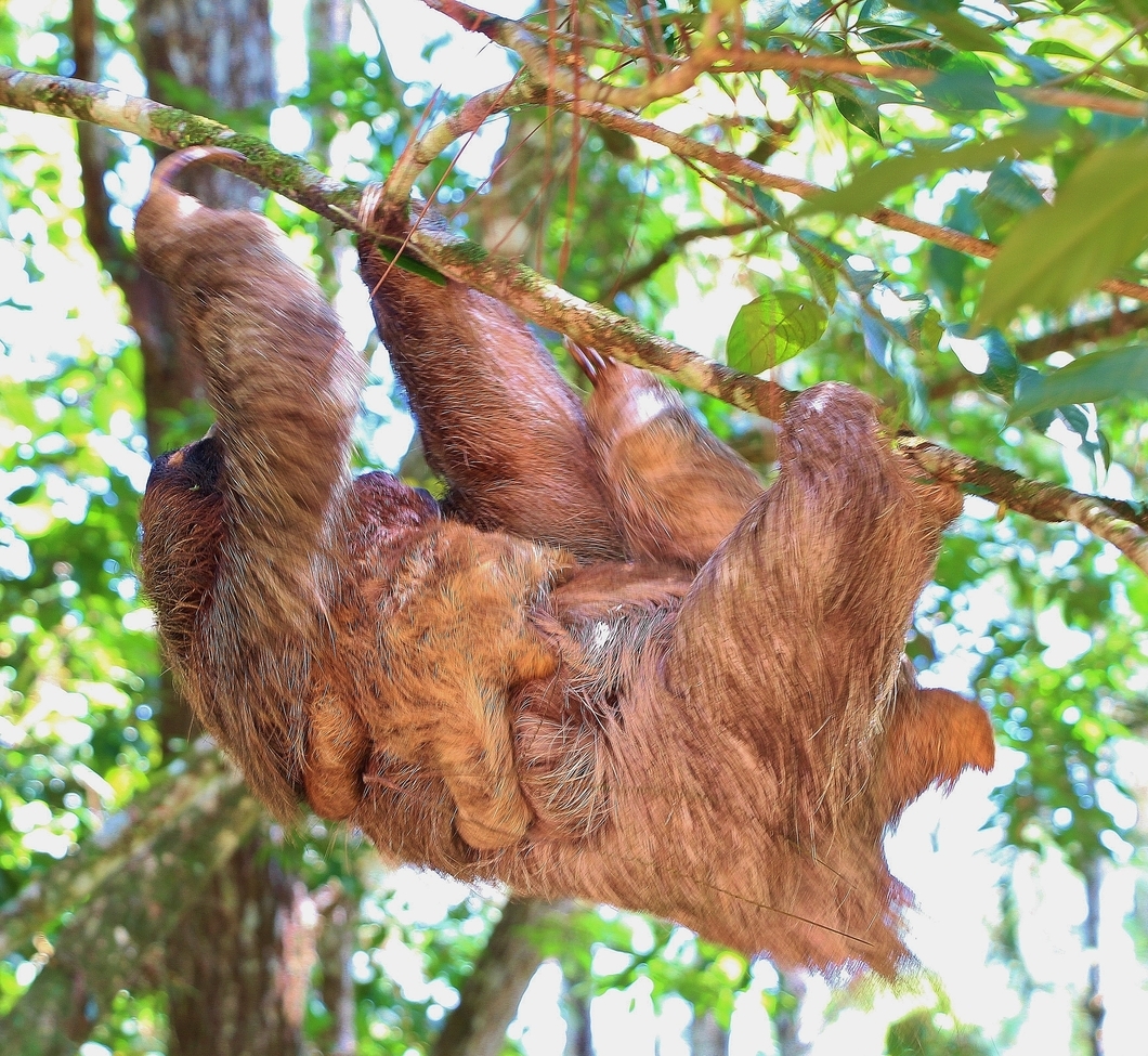 Sloth, Cerro Azul, Panama