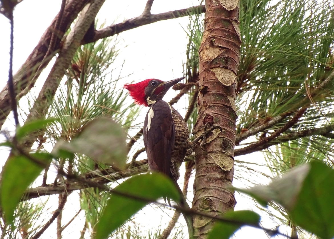 Lineated Woodpecker, Cerro Azul, Panama
