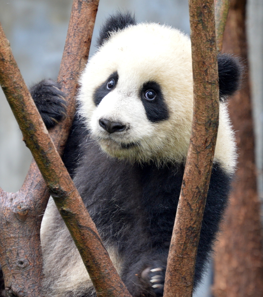 Giant panda, Chengdu Research Base of Giant Panda Breeding, China