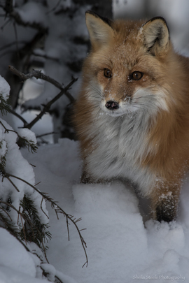Grid fox2