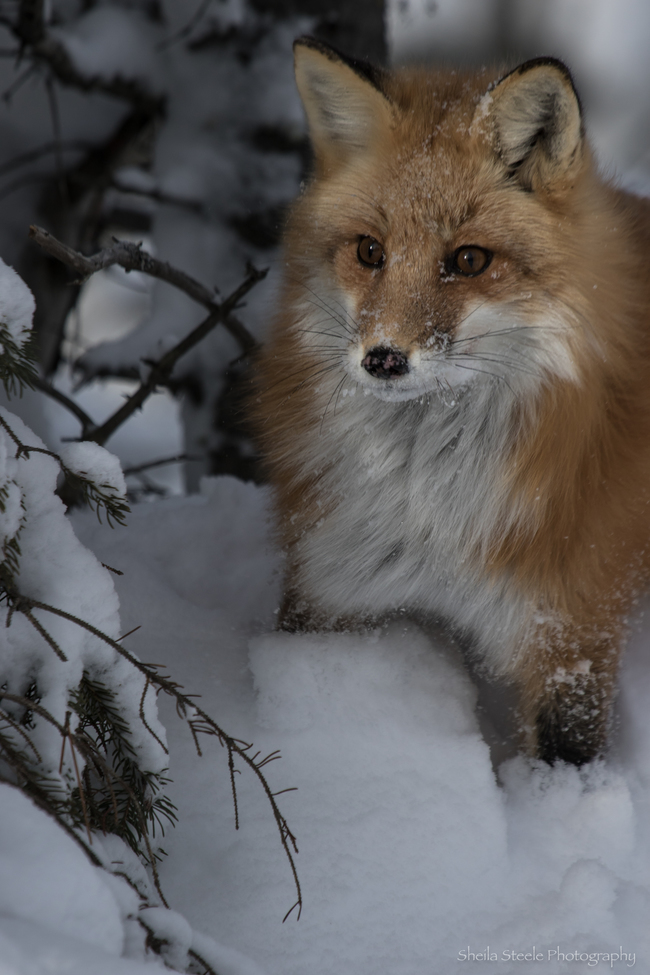Red Fox, Algonquin Park, Ontario, Canada