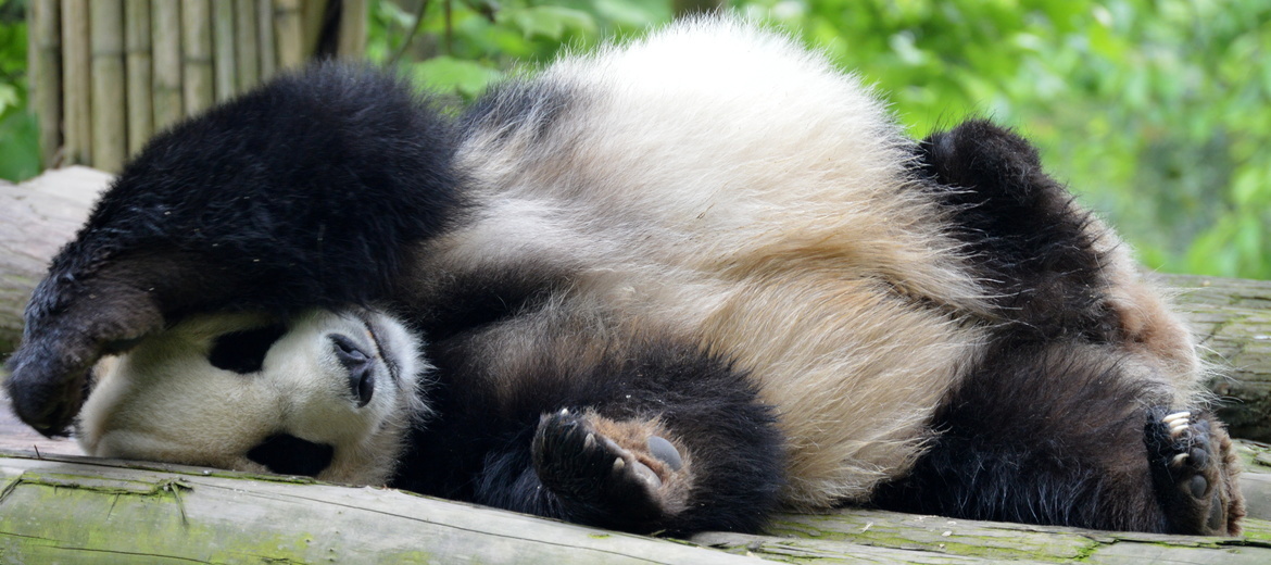Giant panda , Dujiangyan Base, China