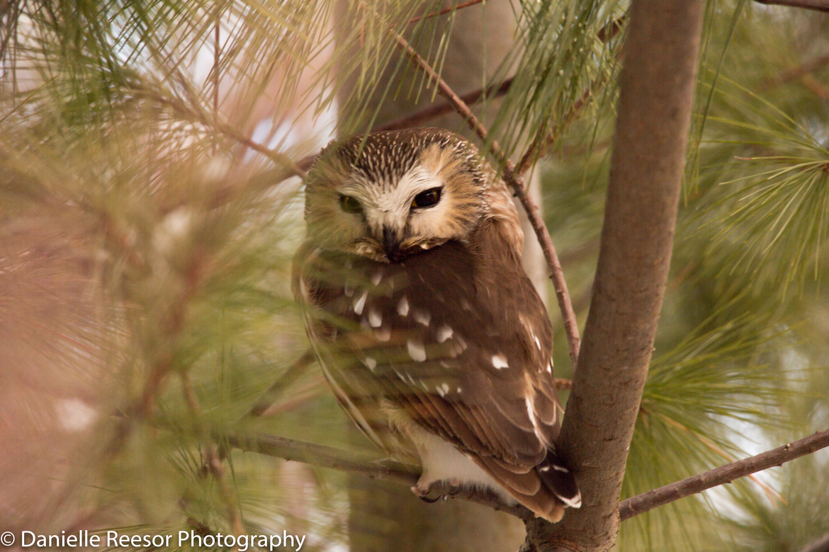Saw Whet Owl, Thompson Gate in Whitby Ontario, Canada