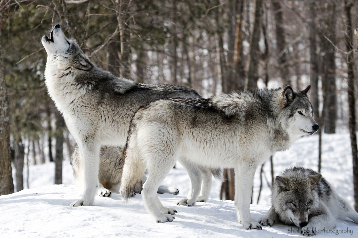 Grey Wolf, Parc Omega Reserve, Quebec., Canada