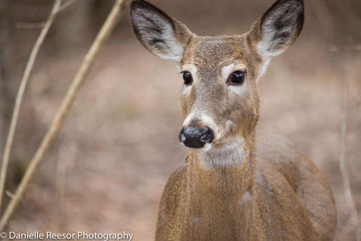 White Tailed Deer, Lynde Marsh Conservation Area, Canada