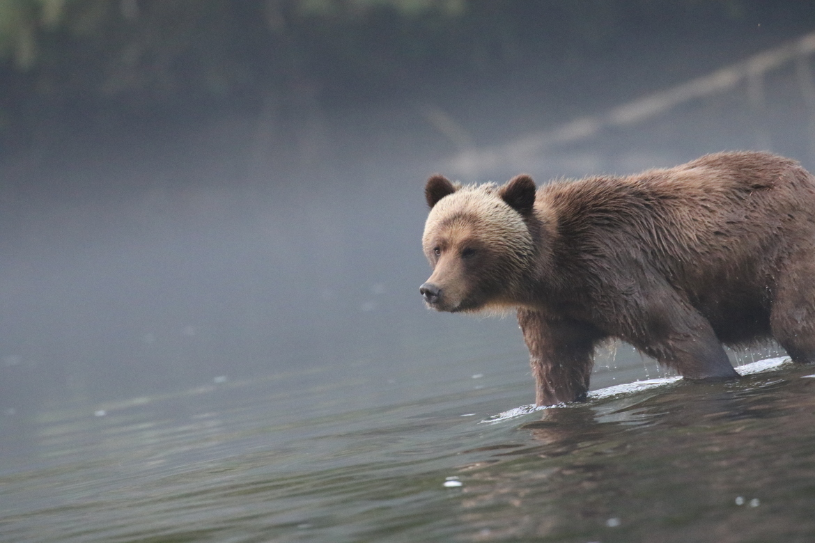 Grizzly Bear, Great Bear Rain Forest, British Columbia, Canada