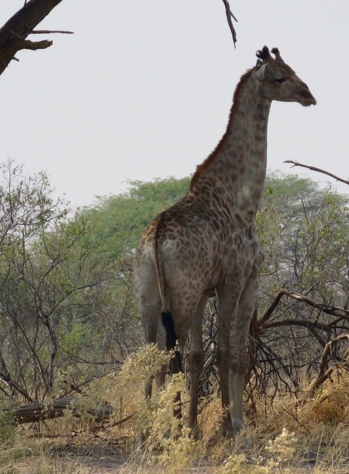 Giraffes, Okavanga Delta, Botswana