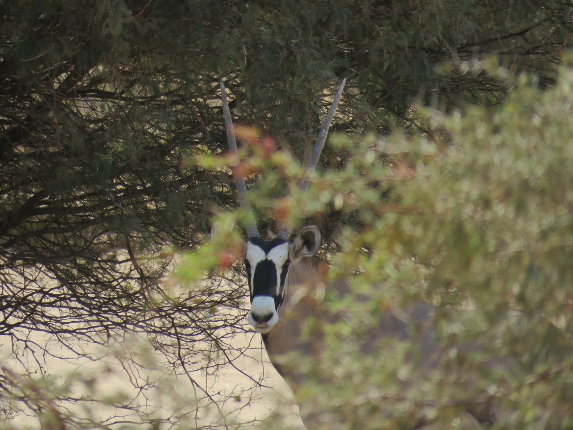 Oryx, Damaraland, Namibia