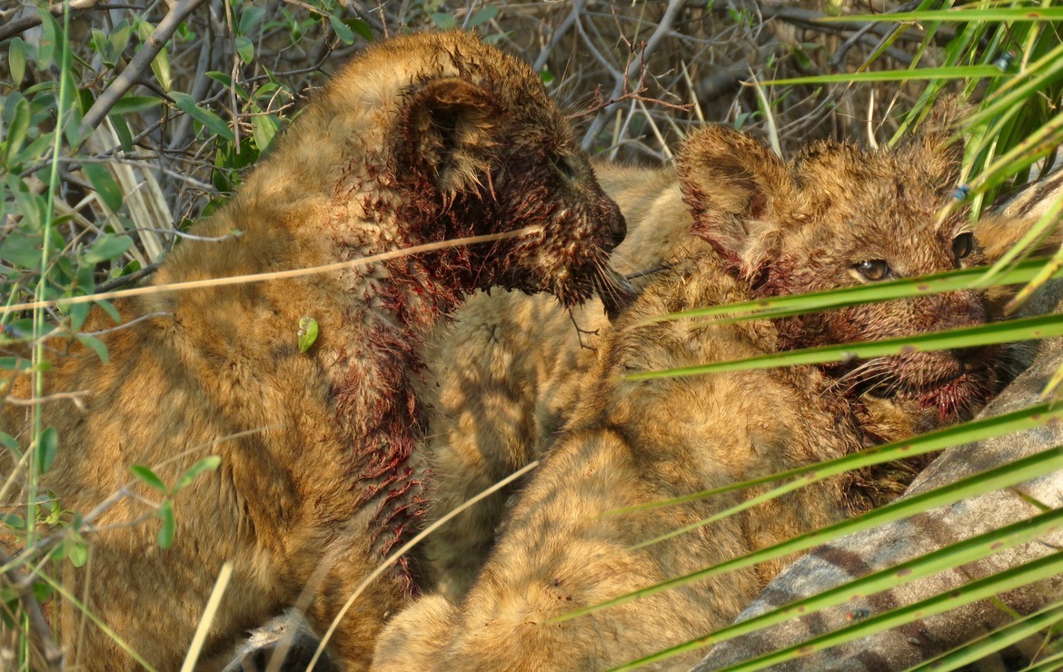 Lion cubs, Okavanga Delta, Botswana