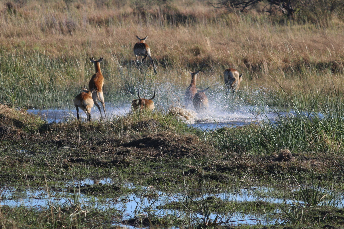 Red Lechwes, Okavango Delta, Botswana