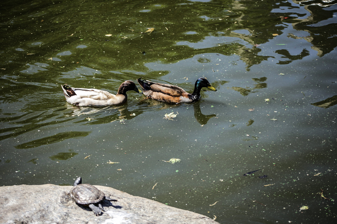 Turtle, duck, Central Park, United States of America
