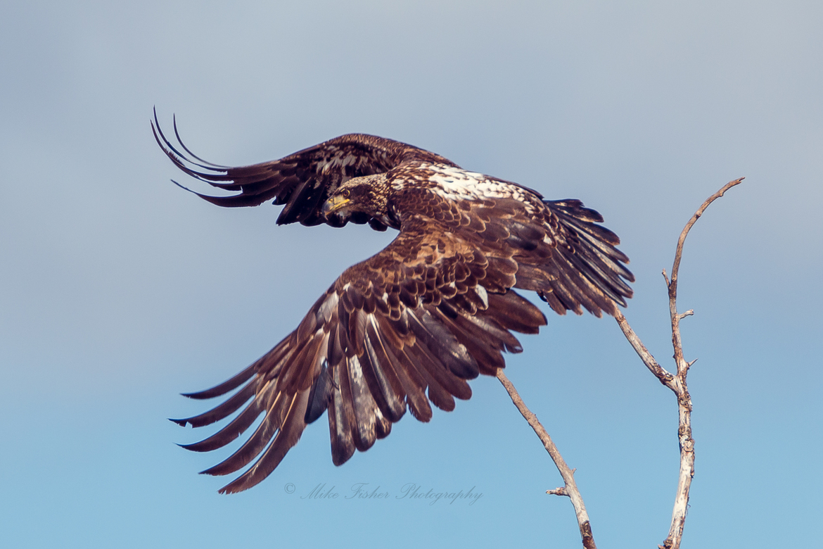 Bald Eagle, Southern Manitoba , Canada