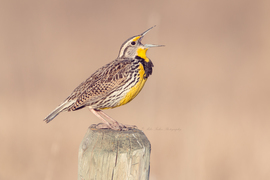 Grid western meadowlark 5