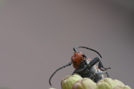 Grid bud balls and bugs with big antenna  cleaning 3