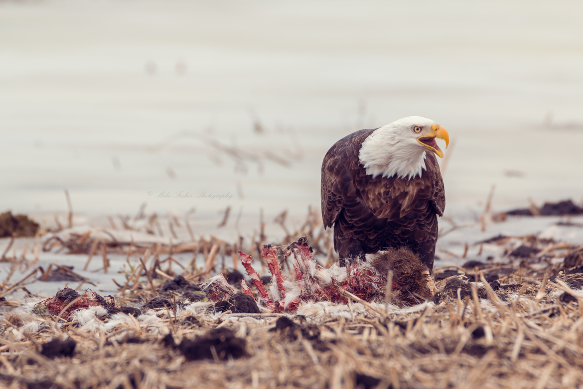 Bald Eagle, Southern Manitoba , Canada