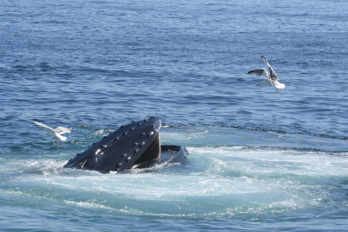 Hump Back Whale , Boston, MA, United States of America