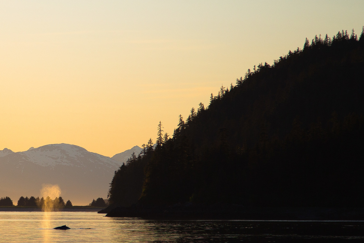 Humpback Whale, Juneau, Alaska, United States of America