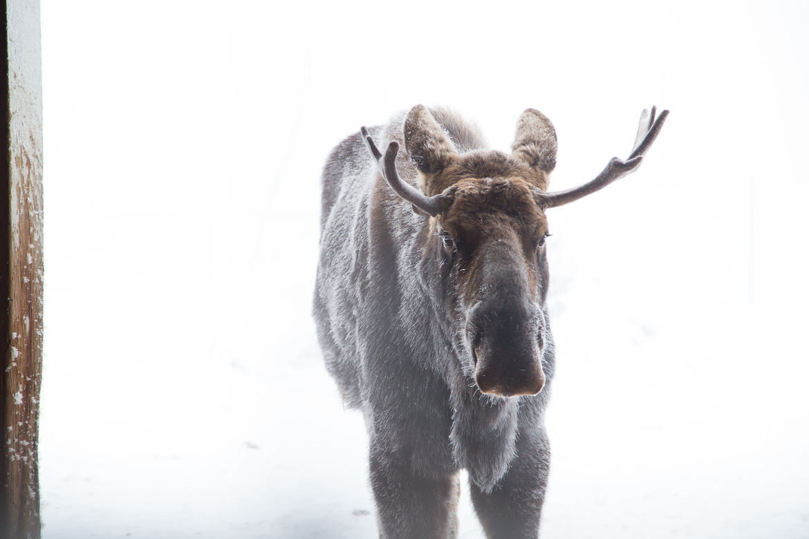 Moose, Portage, Alaska, United States of America