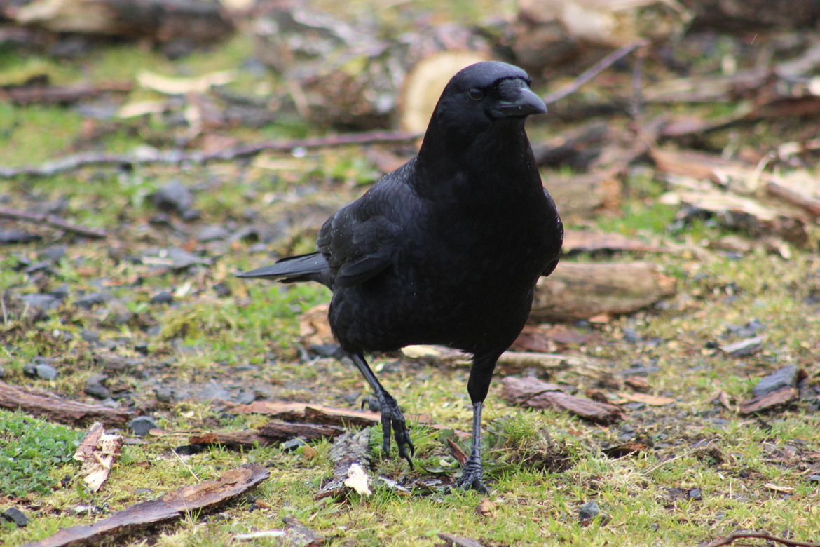 black bird, maritime museum parking lot, United States of America