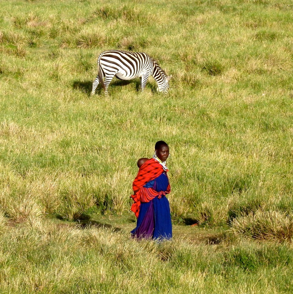 Zebra, Near Ngorongora Crater, Tanzania, United Republic of