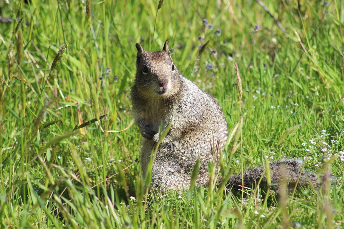 squirrel, Fort Stevens State Park, United States of America