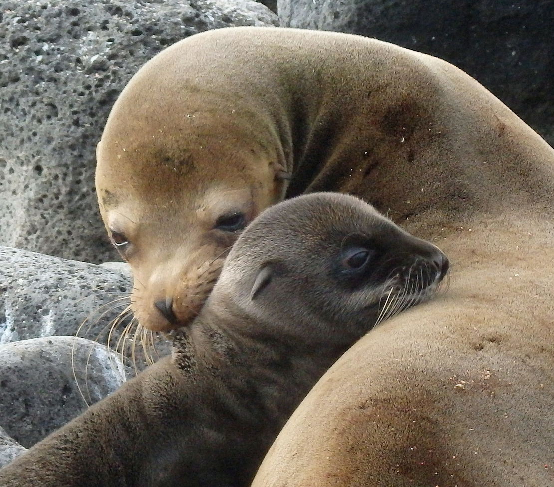 Sea lion, Galapogoes, Ecuador