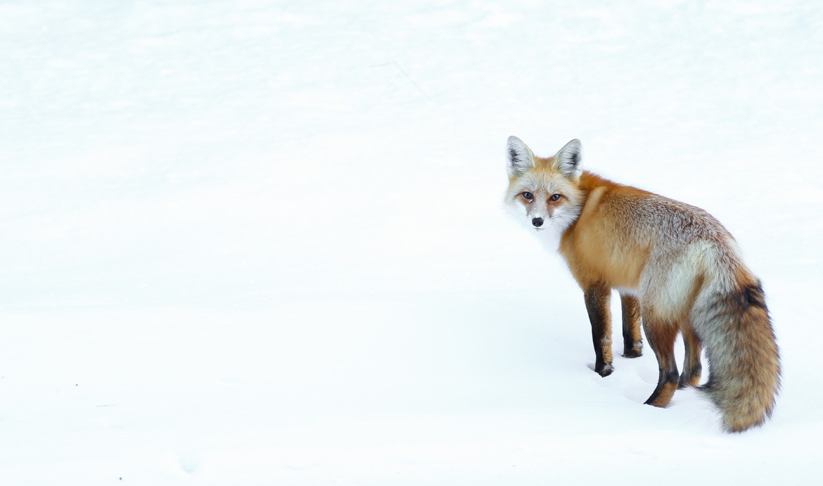 Red Fox, Grand Teton National Park, United States of America