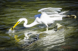 Grid feeding egret