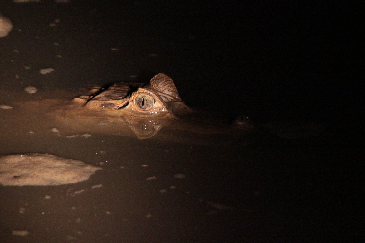 cayman, Amazon, Peru