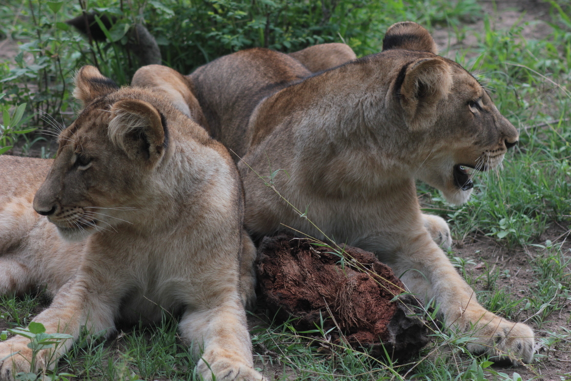 Lion, Southern Africa, Zambia