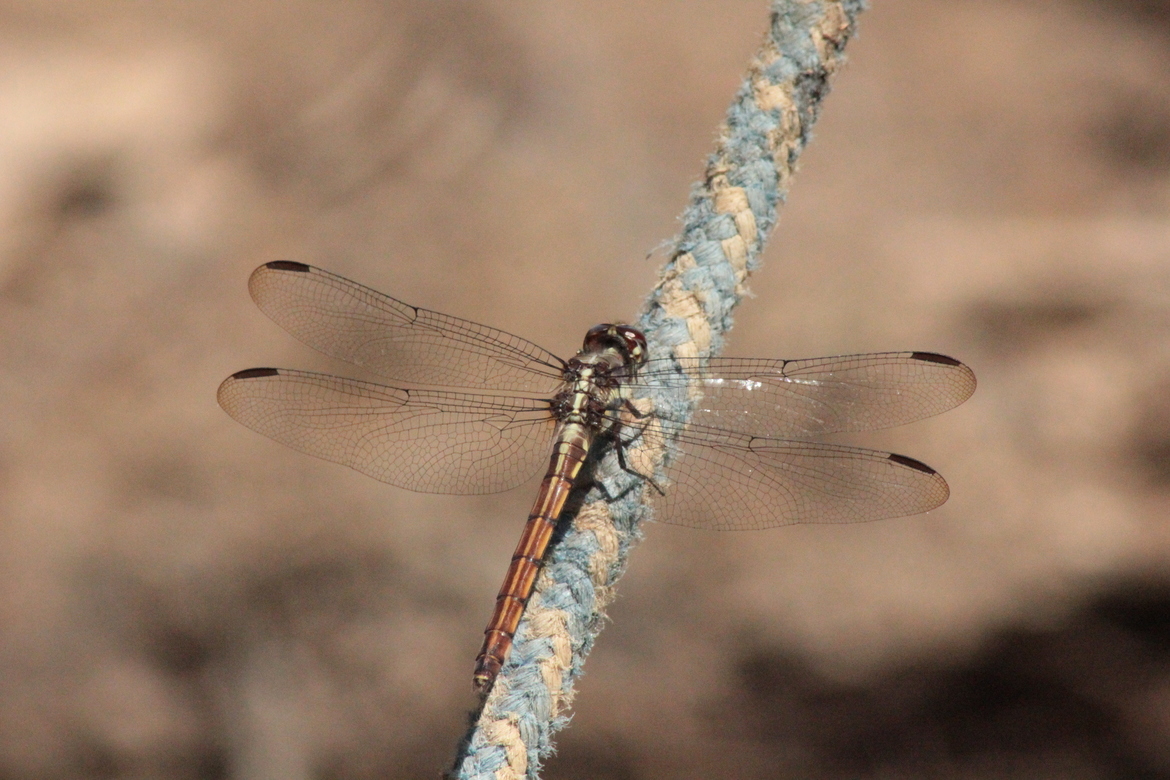 dragonfly, Amazon, Peru