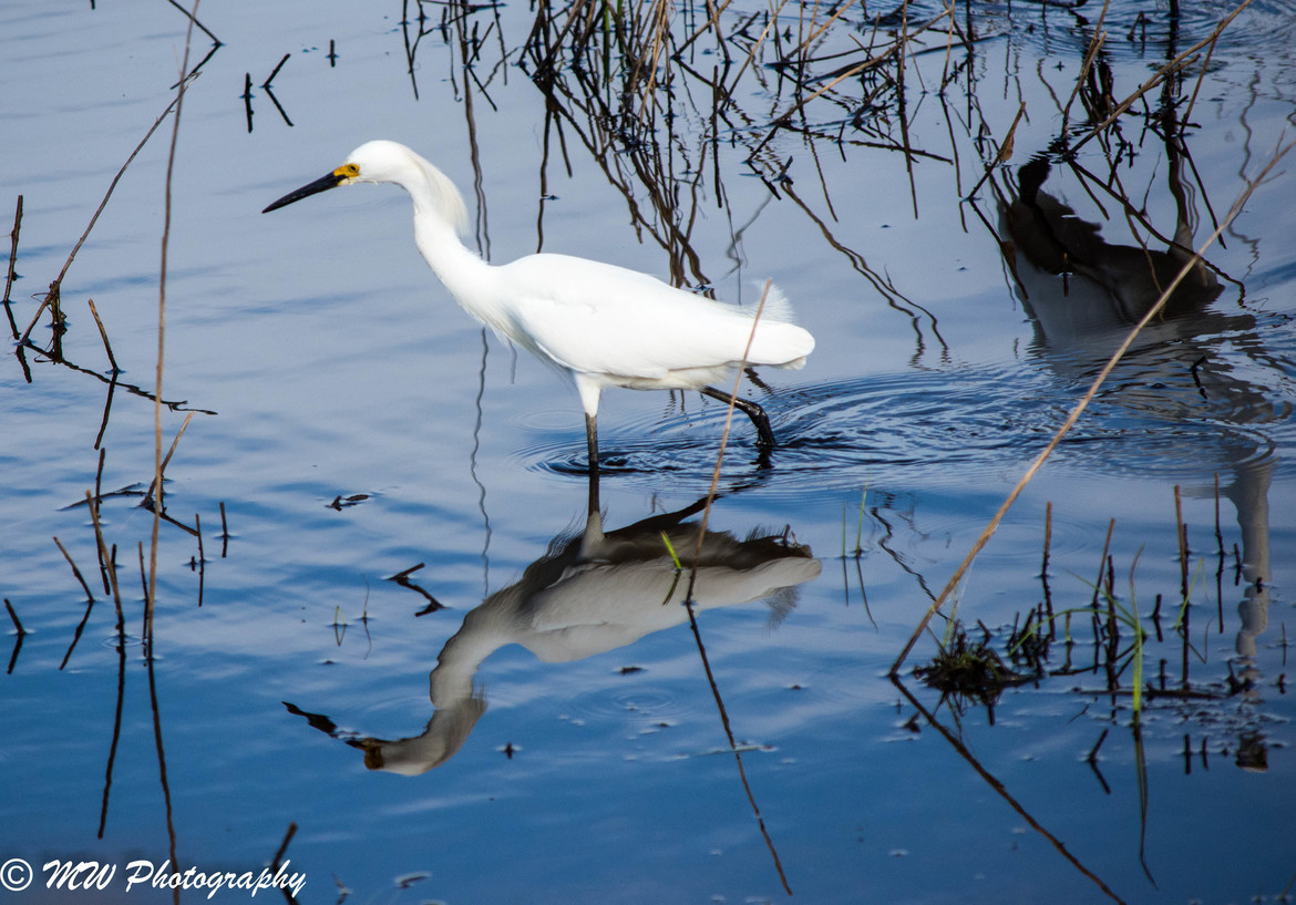 snowy egret, Cape May Point, United States of America