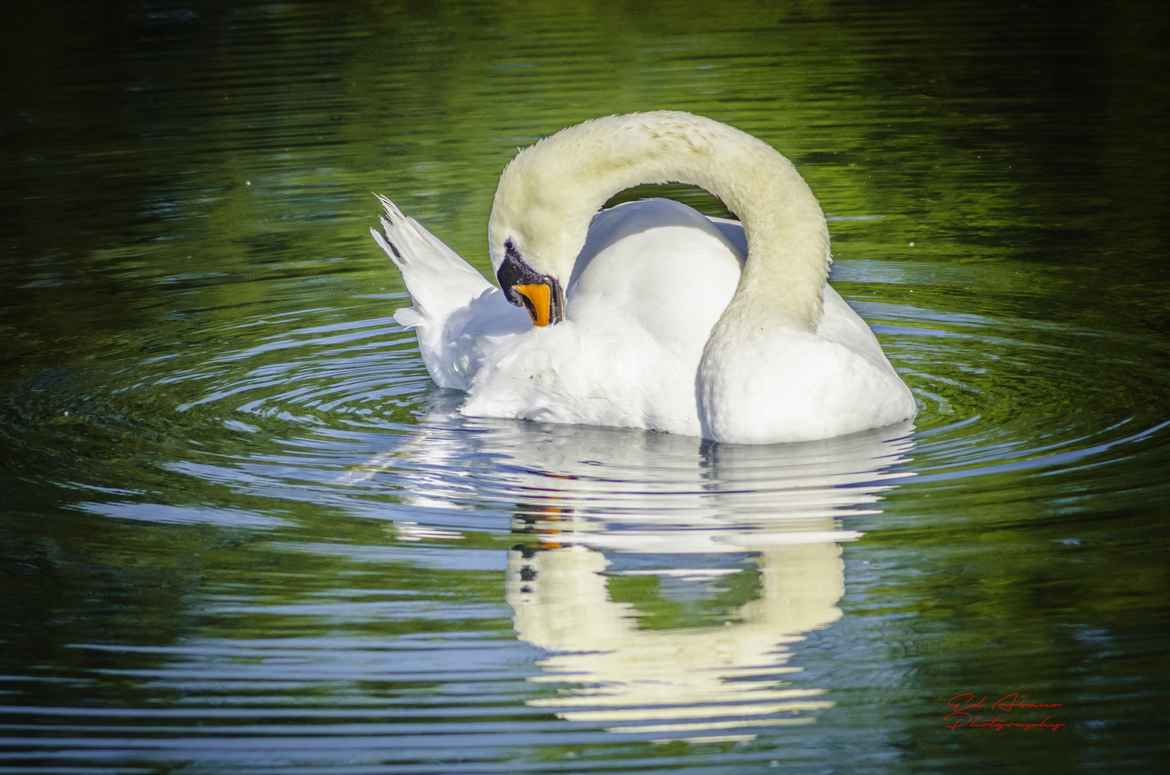 Swan, Ontario, Lakeshore Humber Bay , Canada